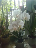 orhidea bjela1